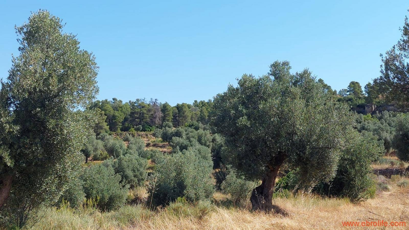 1 sovrum Finca/Hus på landet till salu i Belmonte de San Jose - 140 000 € (Ref: 9142407)