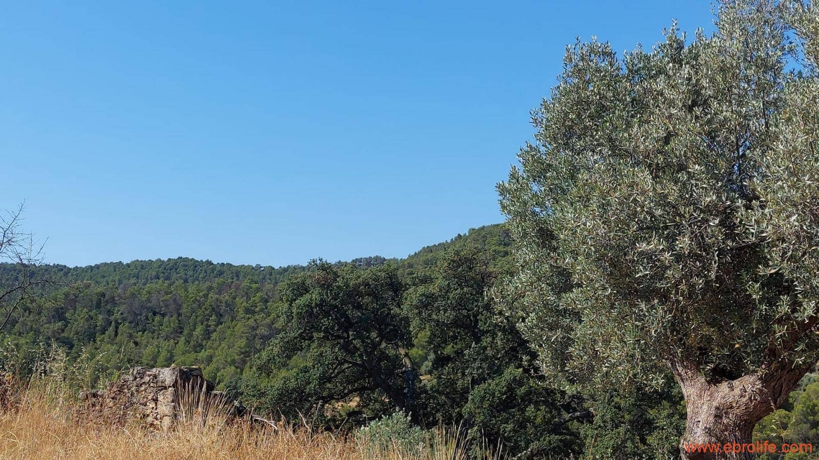 1 sovrum Finca/Hus på landet till salu i Belmonte de San Jose - 140 000 € (Ref: 9142407)