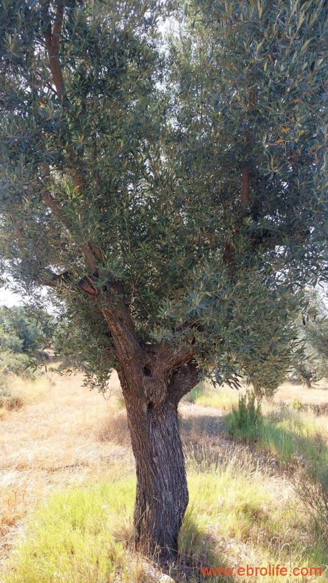 1 sovrum Finca/Hus på landet till salu i Belmonte de San Jose - 140 000 € (Ref: 9142407)