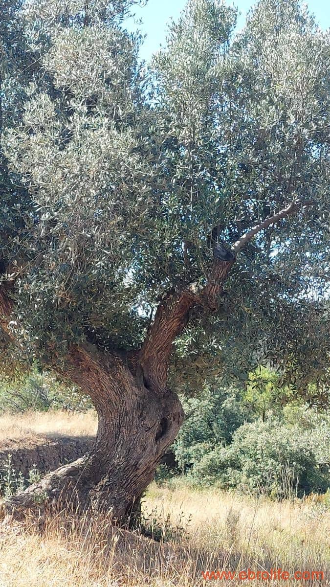 1 sovrum Finca/Hus på landet till salu i Belmonte de San Jose - 140 000 € (Ref: 9142407)