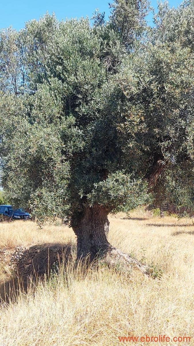 1 sovrum Finca/Hus på landet till salu i Belmonte de San Jose - 140 000 € (Ref: 9142407)