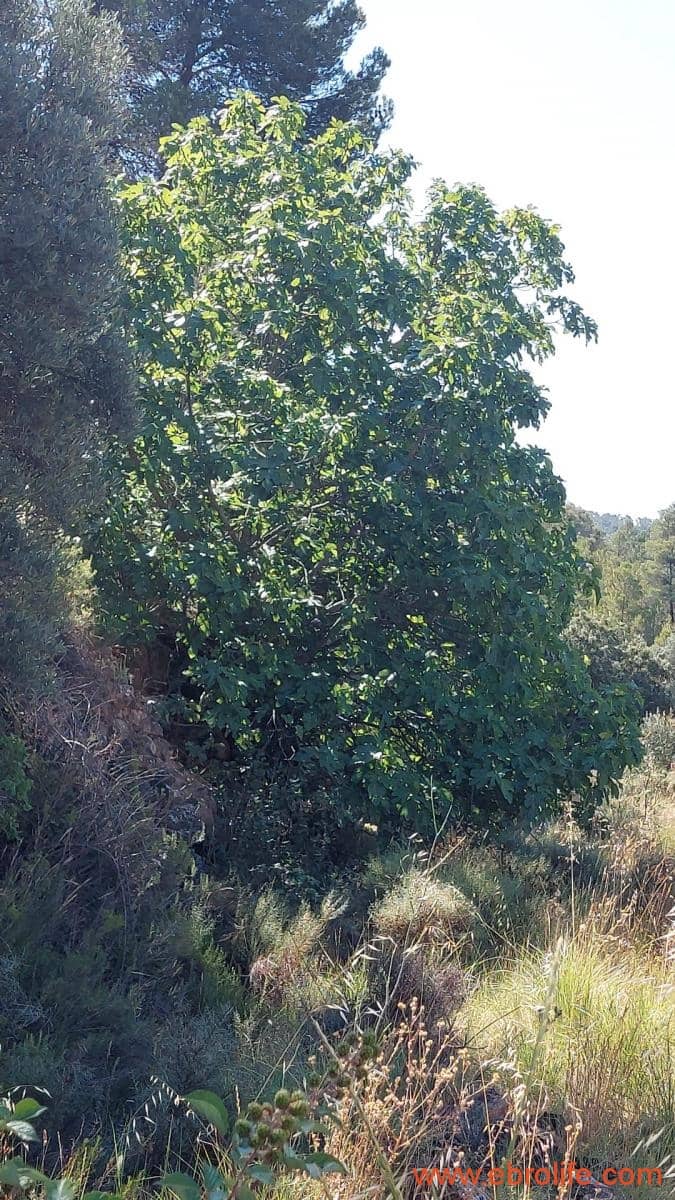 1 sovrum Finca/Hus på landet till salu i Belmonte de San Jose - 140 000 € (Ref: 9142407)