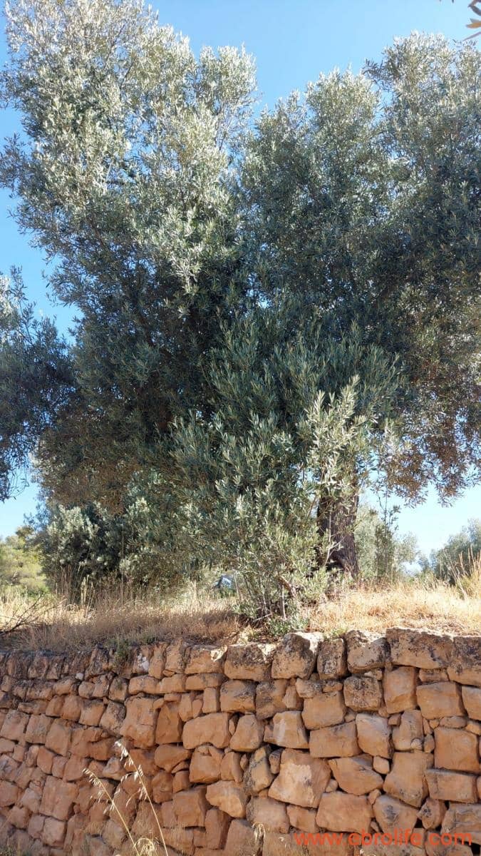 1 sovrum Finca/Hus på landet till salu i Belmonte de San Jose - 140 000 € (Ref: 9142407)