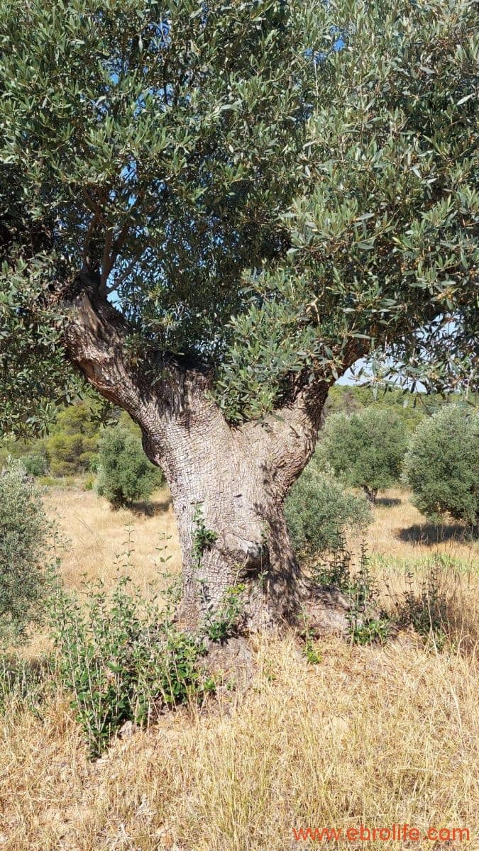 1 sovrum Finca/Hus på landet till salu i Belmonte de San Jose - 140 000 € (Ref: 9142407)