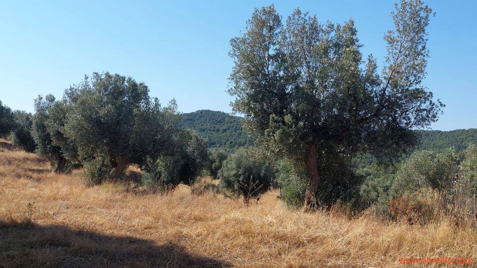 1 sovrum Finca/Hus på landet till salu i Belmonte de San Jose - 140 000 € (Ref: 9142407)