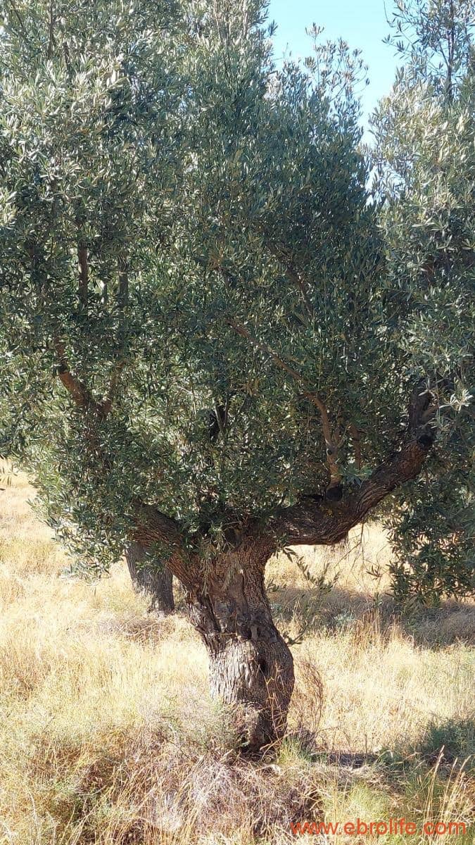 1 sovrum Finca/Hus på landet till salu i Belmonte de San Jose - 140 000 € (Ref: 9142407)