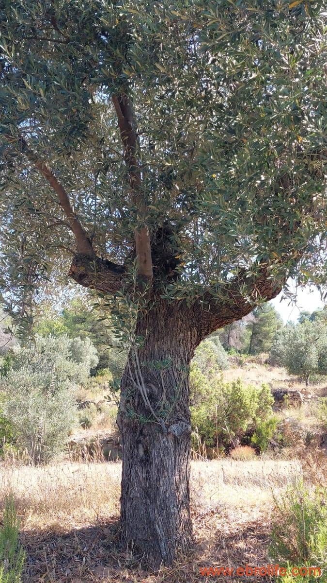 1 sovrum Finca/Hus på landet till salu i Belmonte de San Jose - 140 000 € (Ref: 9142407)