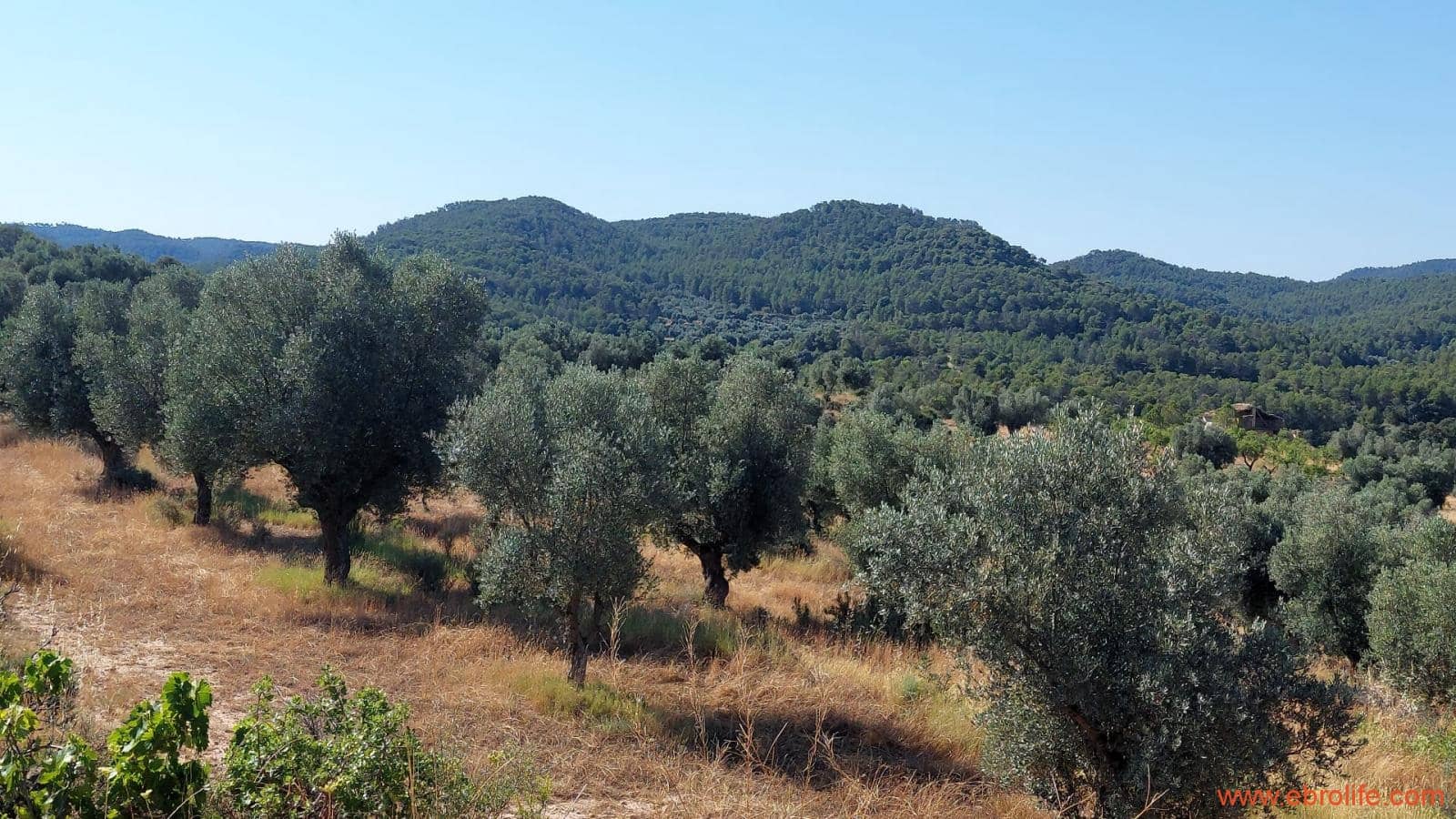 1 sovrum Finca/Hus på landet till salu i Belmonte de San Jose - 140 000 € (Ref: 9142407)