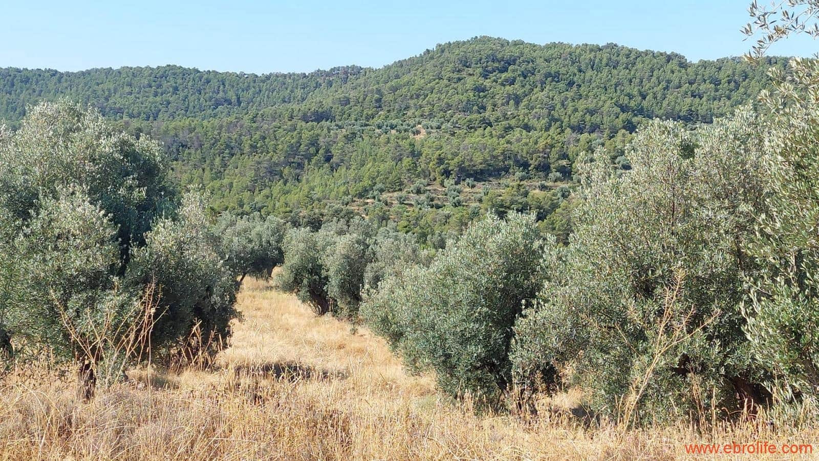 1 sovrum Finca/Hus på landet till salu i Belmonte de San Jose - 140 000 € (Ref: 9142407)