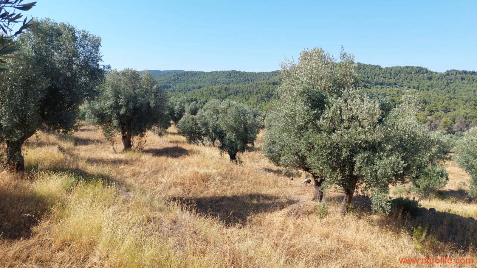 1 sovrum Finca/Hus på landet till salu i Belmonte de San Jose - 140 000 € (Ref: 9142407)