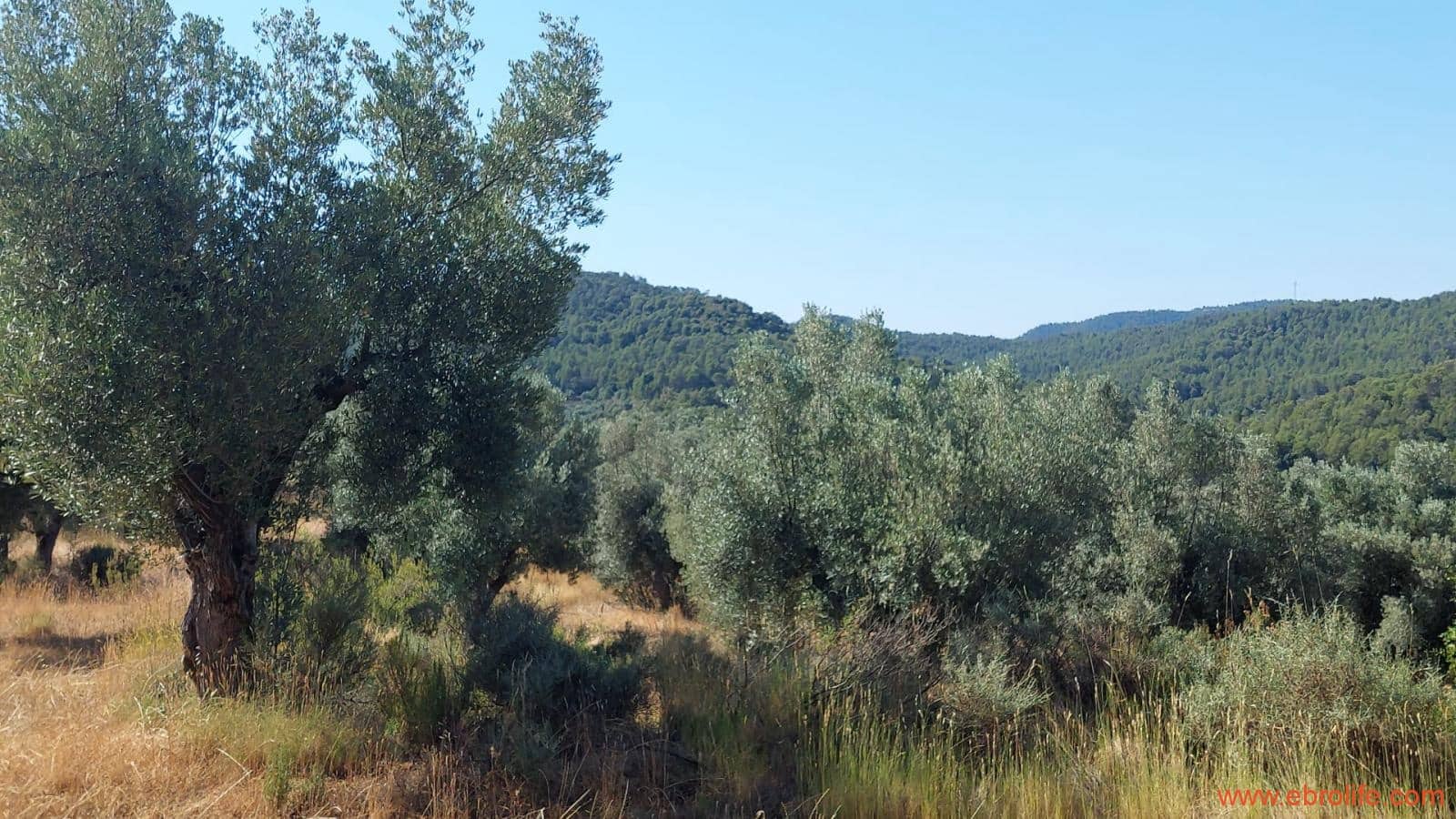 1 sovrum Finca/Hus på landet till salu i Belmonte de San Jose - 140 000 € (Ref: 9142407)