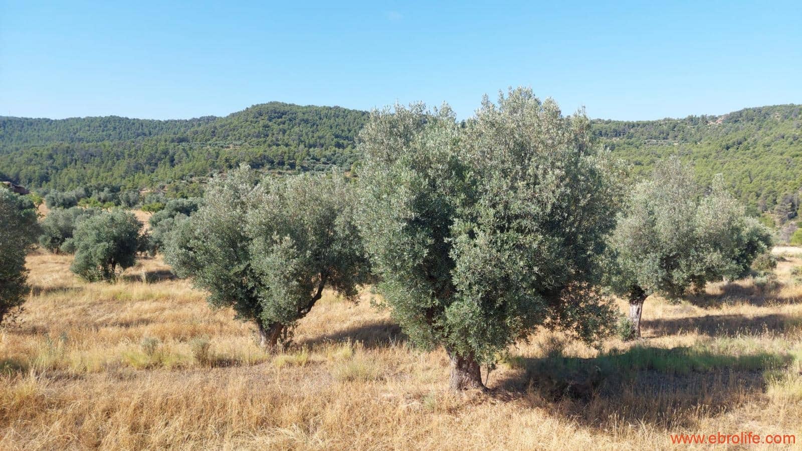 1 sovrum Finca/Hus på landet till salu i Belmonte de San Jose - 140 000 € (Ref: 9142407)