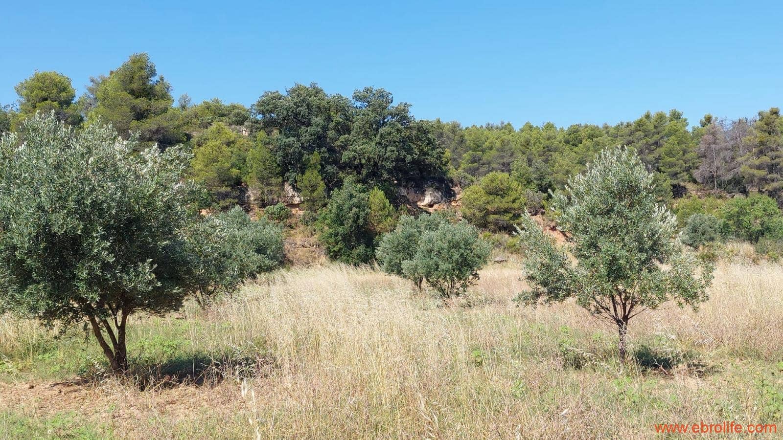 1 sovrum Finca/Hus på landet till salu i Belmonte de San Jose - 140 000 € (Ref: 9142407)