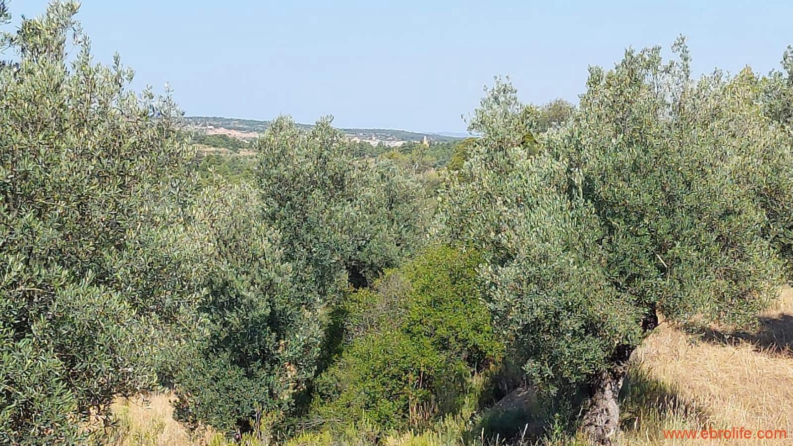 1 sovrum Finca/Hus på landet till salu i Belmonte de San Jose - 140 000 € (Ref: 9142407)