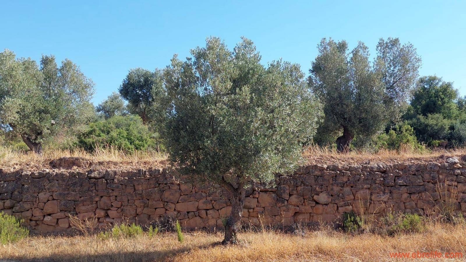 1 sovrum Finca/Hus på landet till salu i Belmonte de San Jose - 140 000 € (Ref: 9142407)