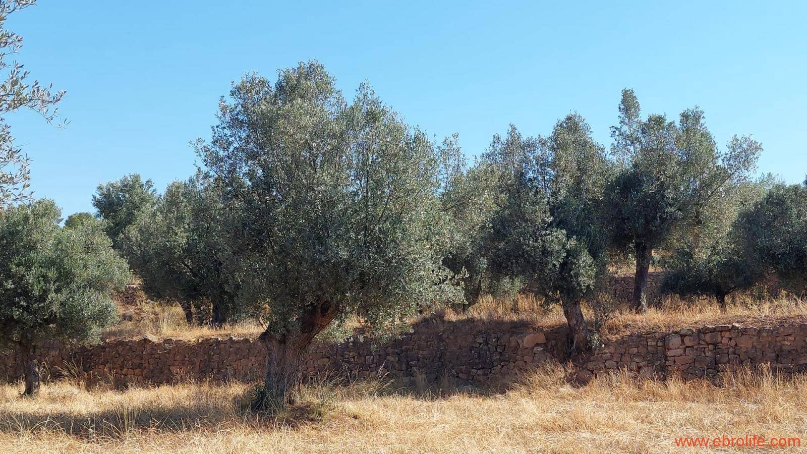 1 sovrum Finca/Hus på landet till salu i Belmonte de San Jose - 140 000 € (Ref: 9142407)