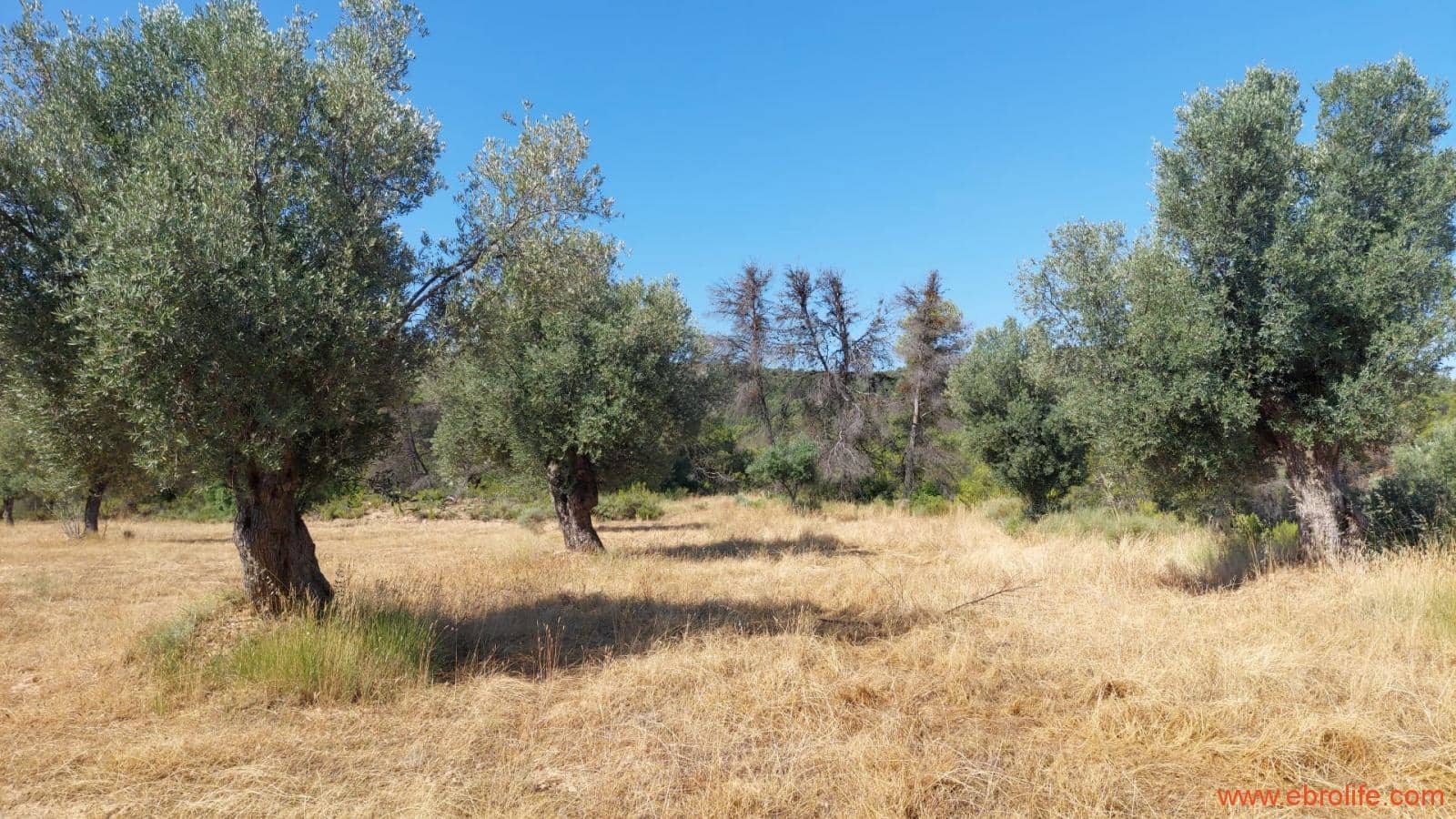 1 sovrum Finca/Hus på landet till salu i Belmonte de San Jose - 140 000 € (Ref: 9142407)