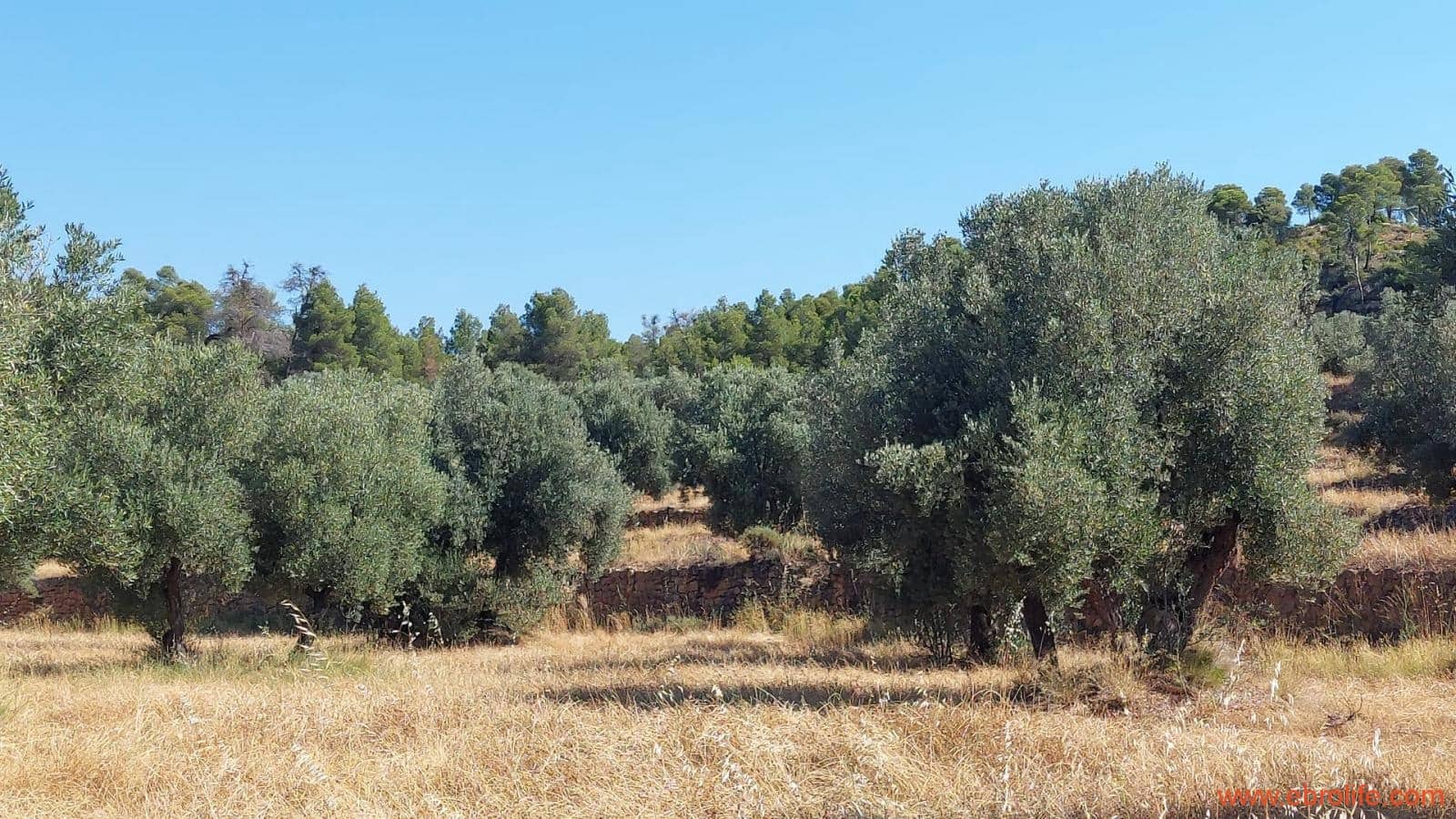 1 sovrum Finca/Hus på landet till salu i Belmonte de San Jose - 140 000 € (Ref: 9142407)