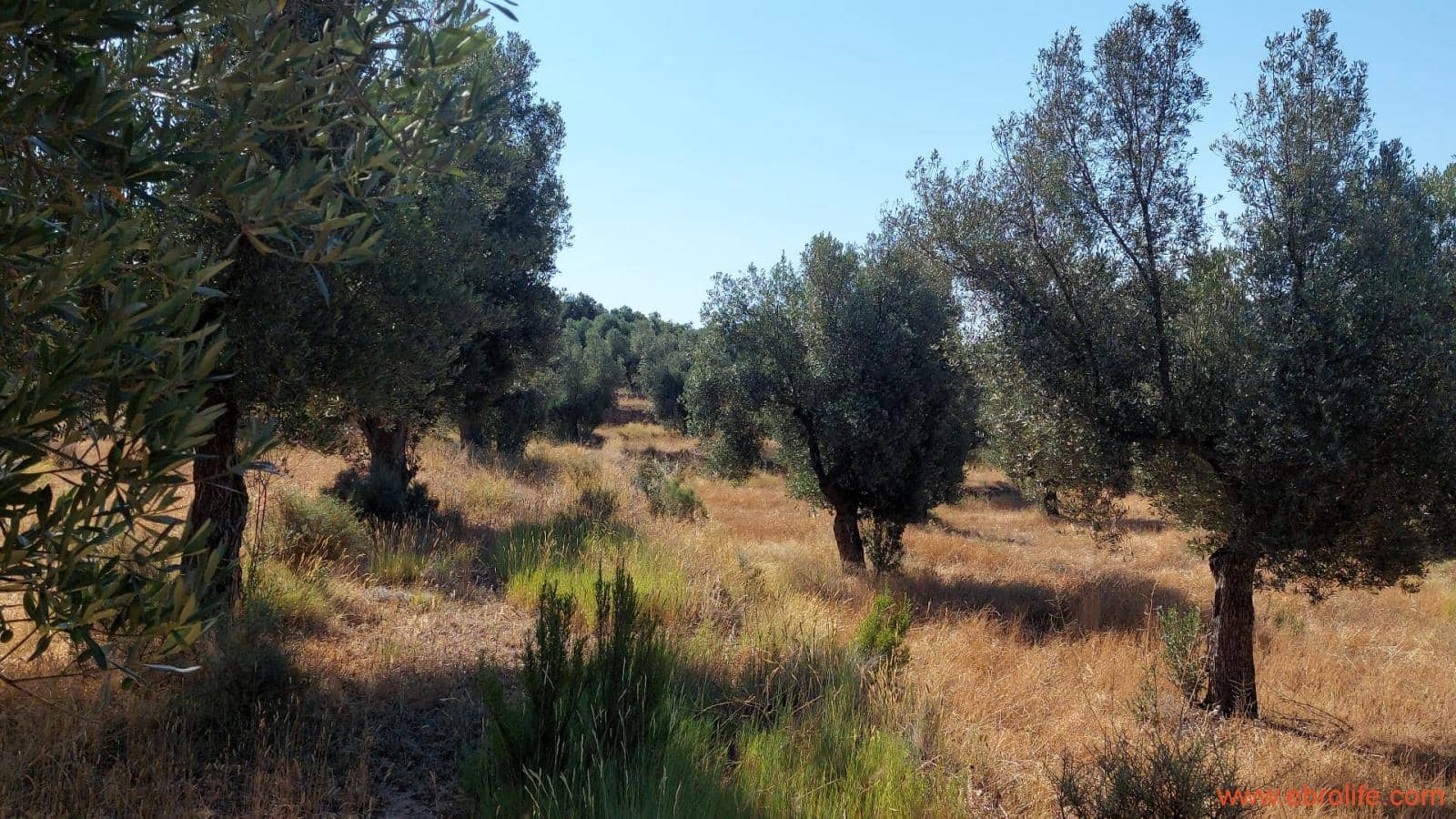 1 sovrum Finca/Hus på landet till salu i Belmonte de San Jose - 140 000 € (Ref: 9142407)