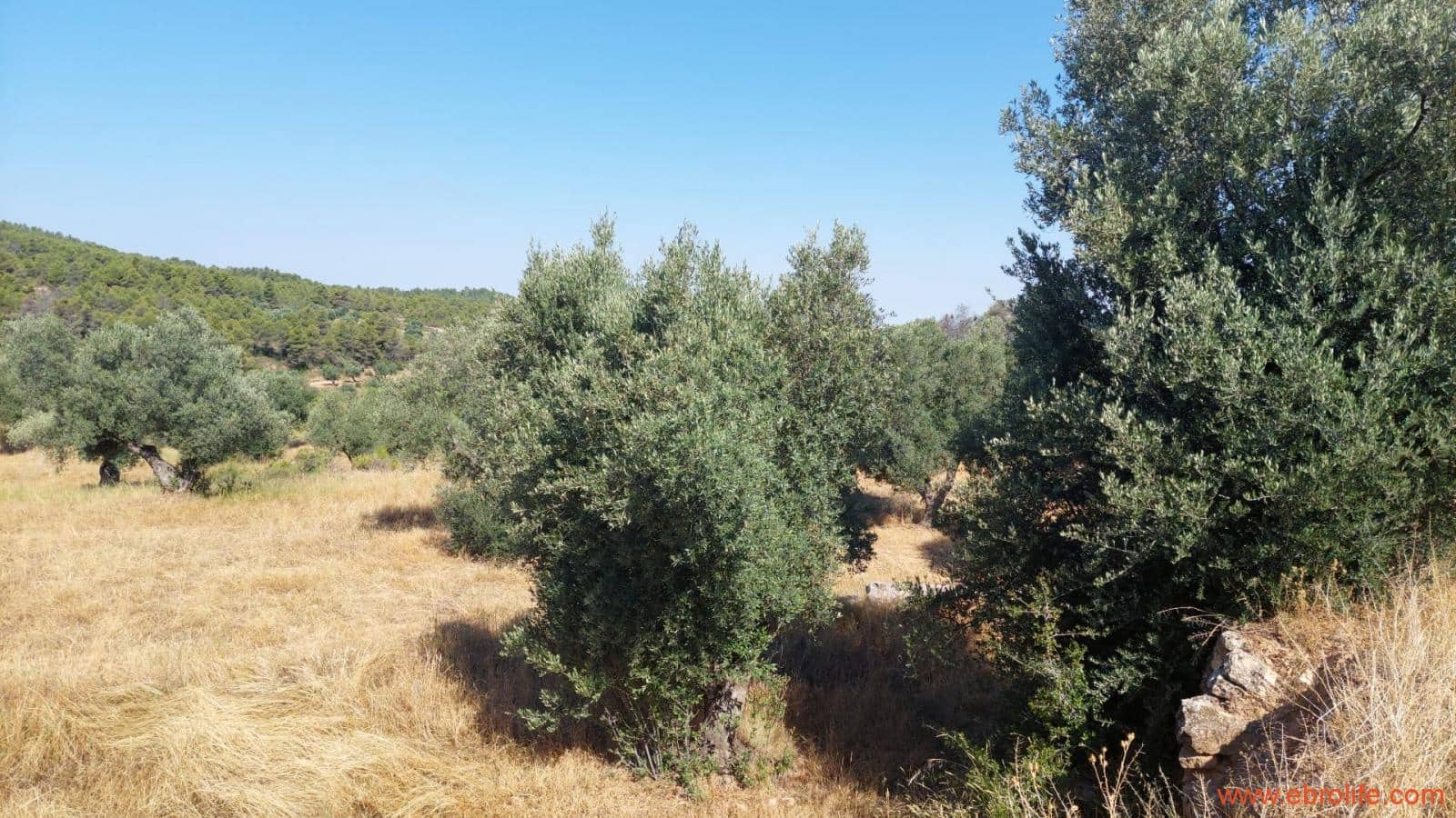 1 sovrum Finca/Hus på landet till salu i Belmonte de San Jose - 140 000 € (Ref: 9142407)