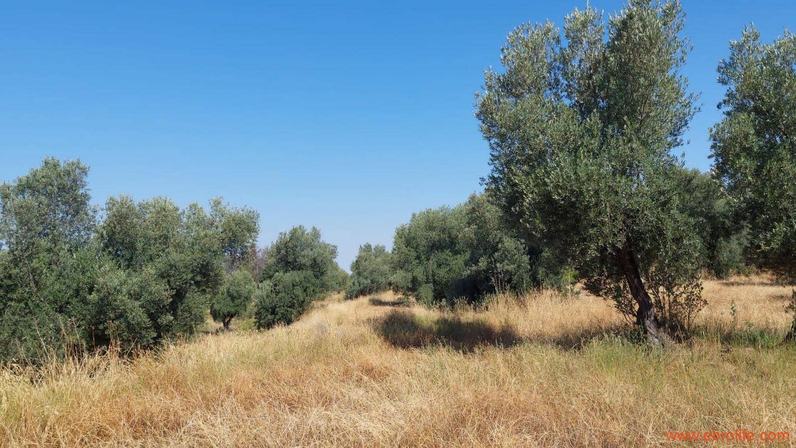 1 sovrum Finca/Hus på landet till salu i Belmonte de San Jose - 140 000 € (Ref: 9142407)