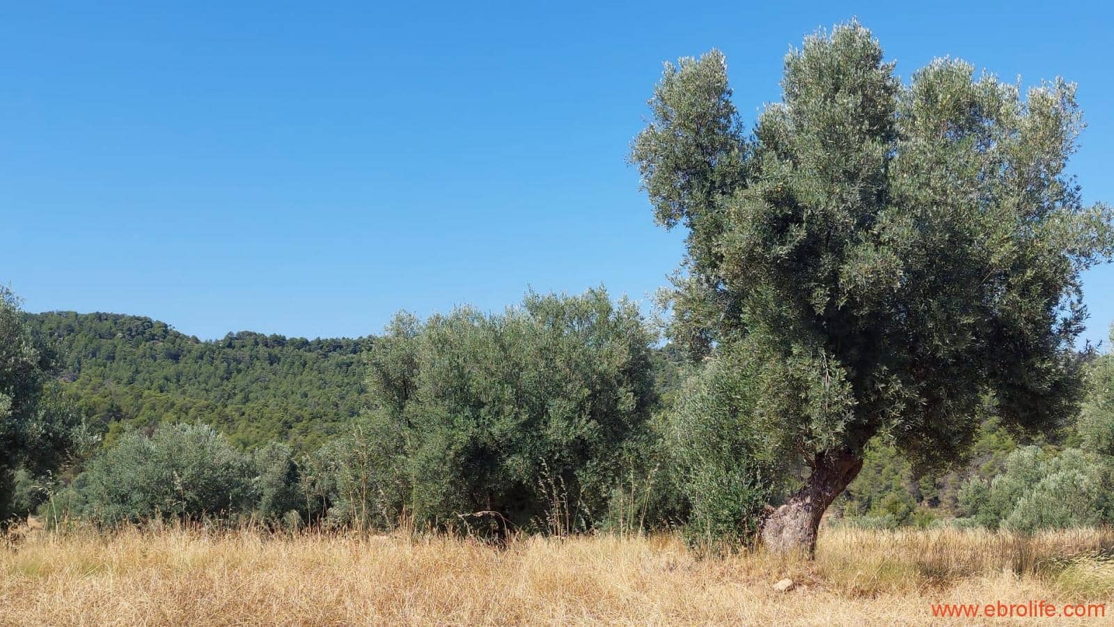 1 sovrum Finca/Hus på landet till salu i Belmonte de San Jose - 140 000 € (Ref: 9142407)