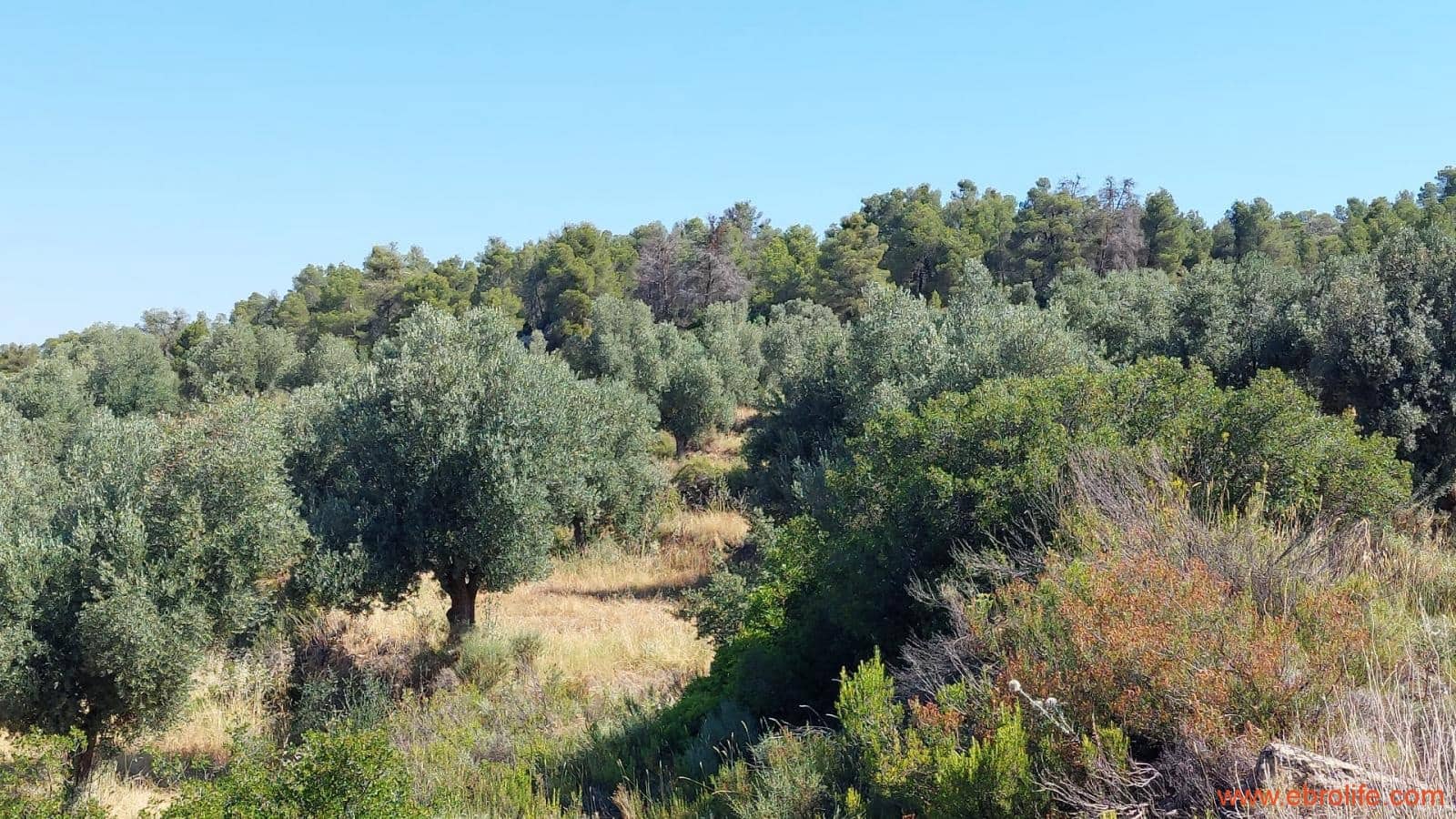 1 sovrum Finca/Hus på landet till salu i Belmonte de San Jose - 140 000 € (Ref: 9142407)