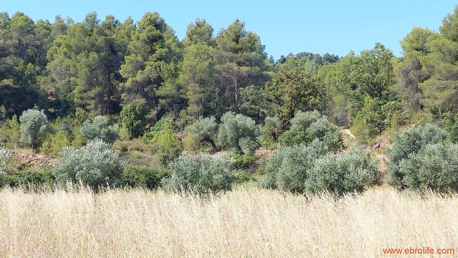 1 sovrum Finca/Hus på landet till salu i Belmonte de San Jose - 140 000 € (Ref: 9142407)