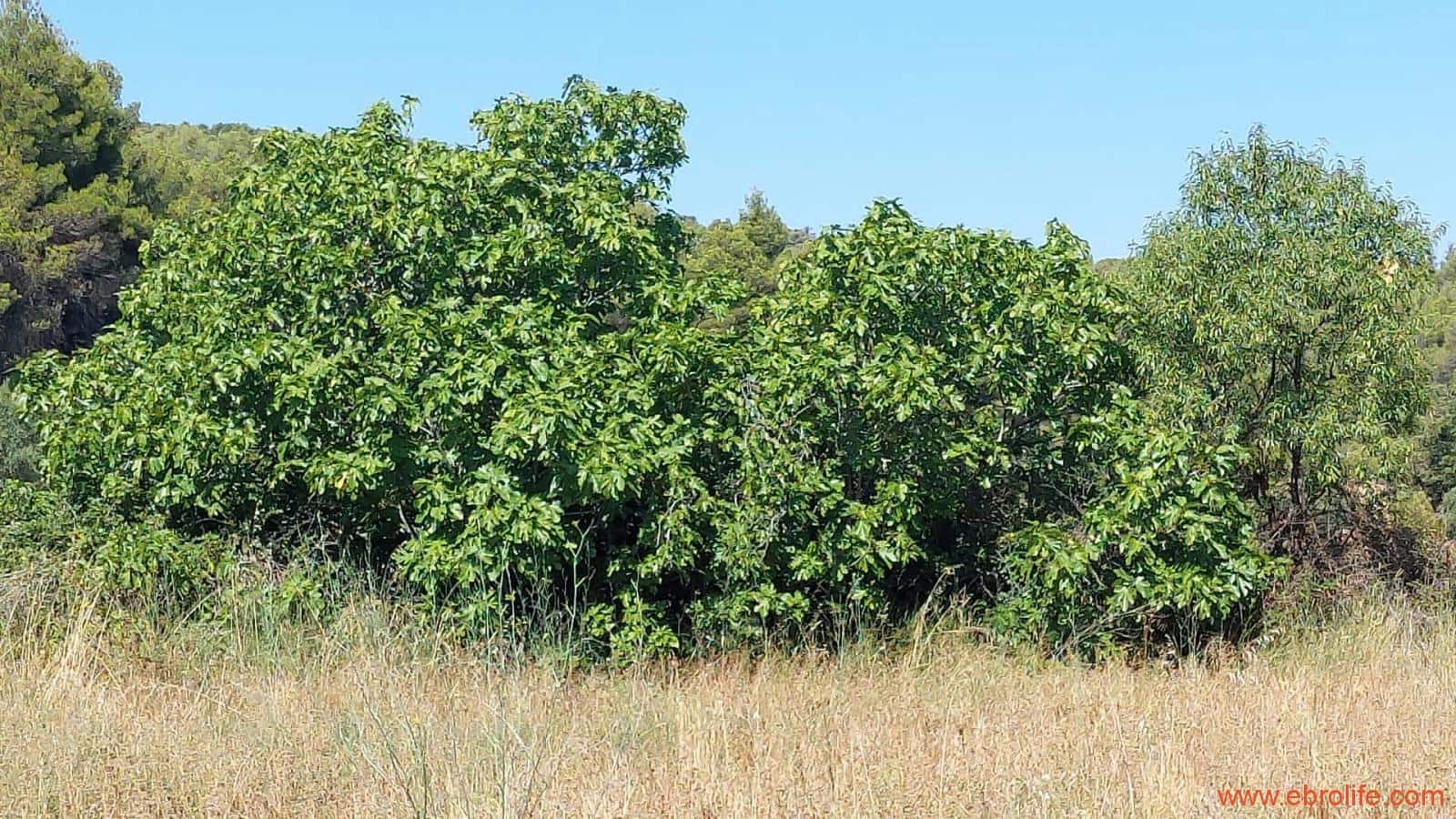 1 sovrum Finca/Hus på landet till salu i Belmonte de San Jose - 140 000 € (Ref: 9142407)