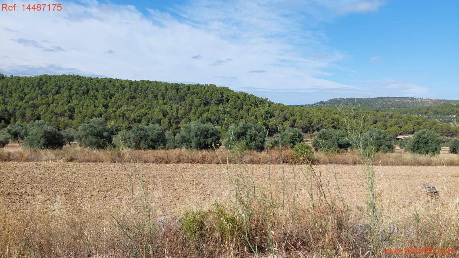 1 sypialnia Finka/Dom wiejski na sprzedaż w Torre del Compte - 75 000 € (Ref: 9142478)