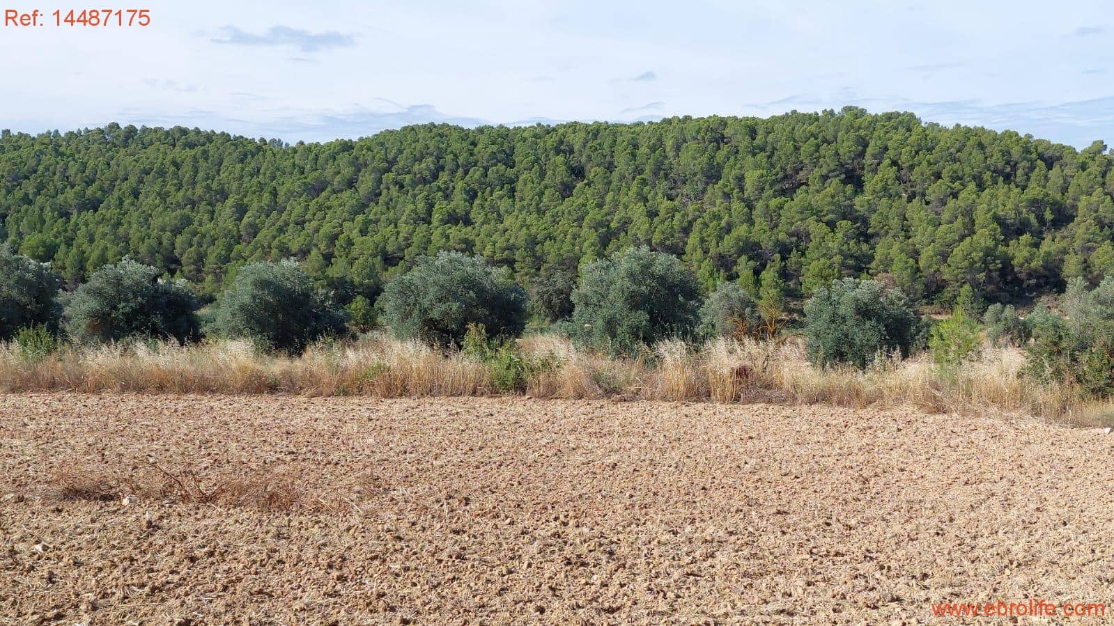 1 sypialnia Finka/Dom wiejski na sprzedaż w Torre del Compte - 75 000 € (Ref: 9142478)