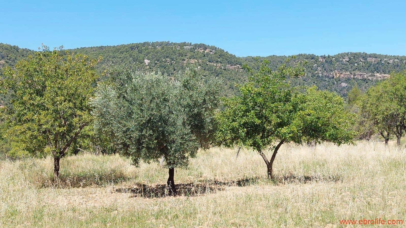 1 soveværelse Finca/Landehus til salg i Fuentespalda - € 38.000 (Ref: 9143689)