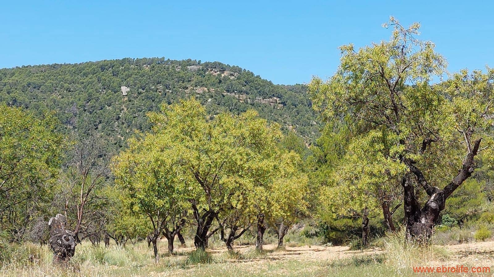 1 soveværelse Finca/Landehus til salg i Fuentespalda - € 38.000 (Ref: 9143689)