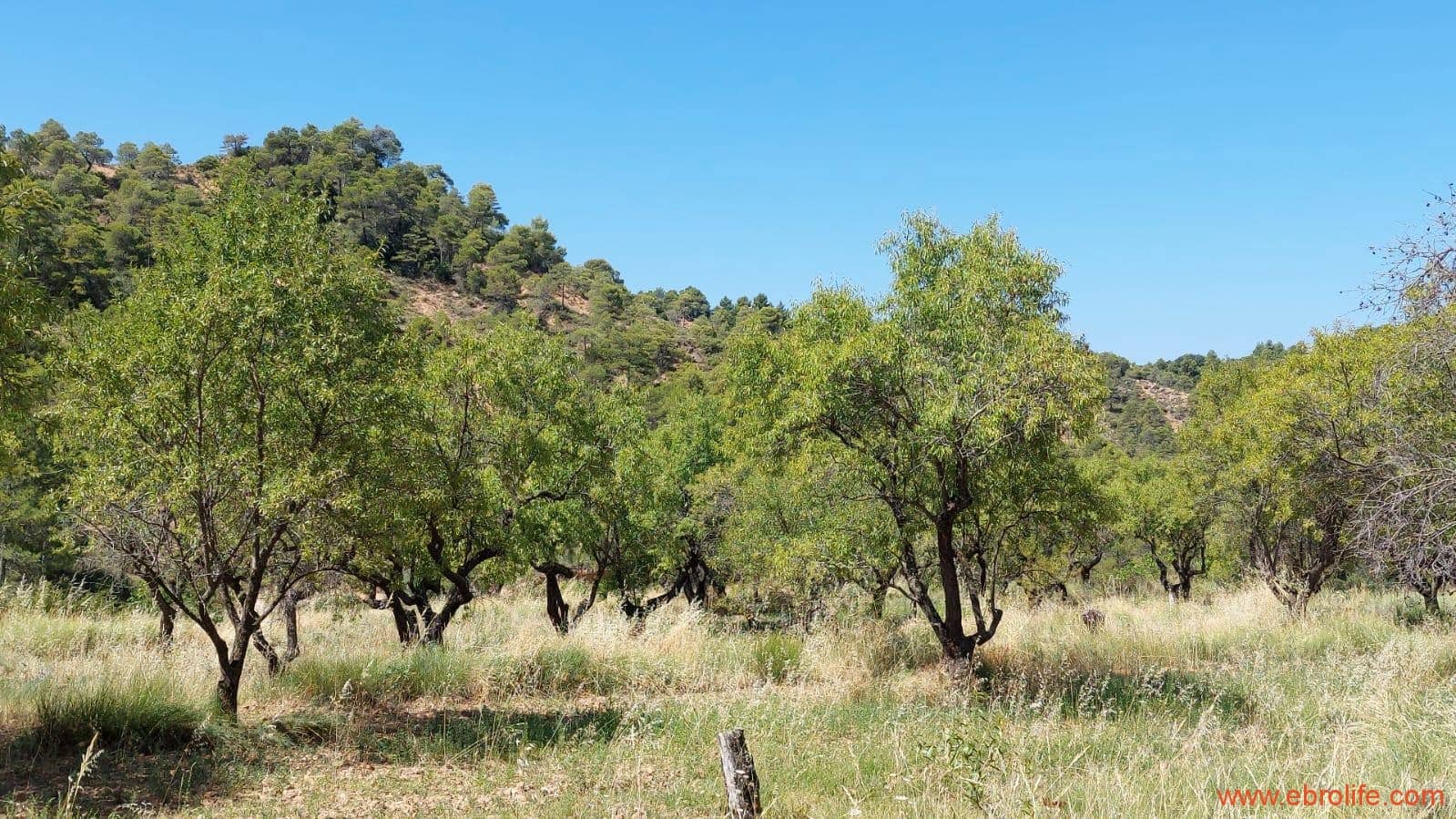 1 soveværelse Finca/Landehus til salg i Fuentespalda - € 38.000 (Ref: 9143689)