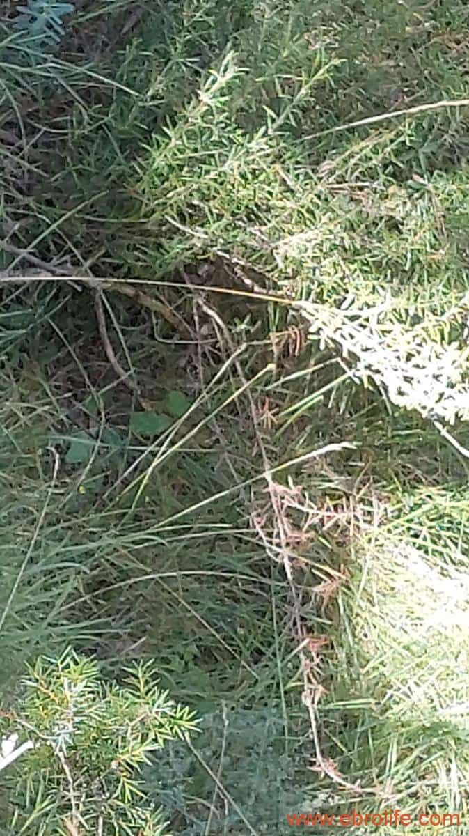 1 soveværelse Finca/Landehus til salg i Fuentespalda - € 38.000 (Ref: 9143689)