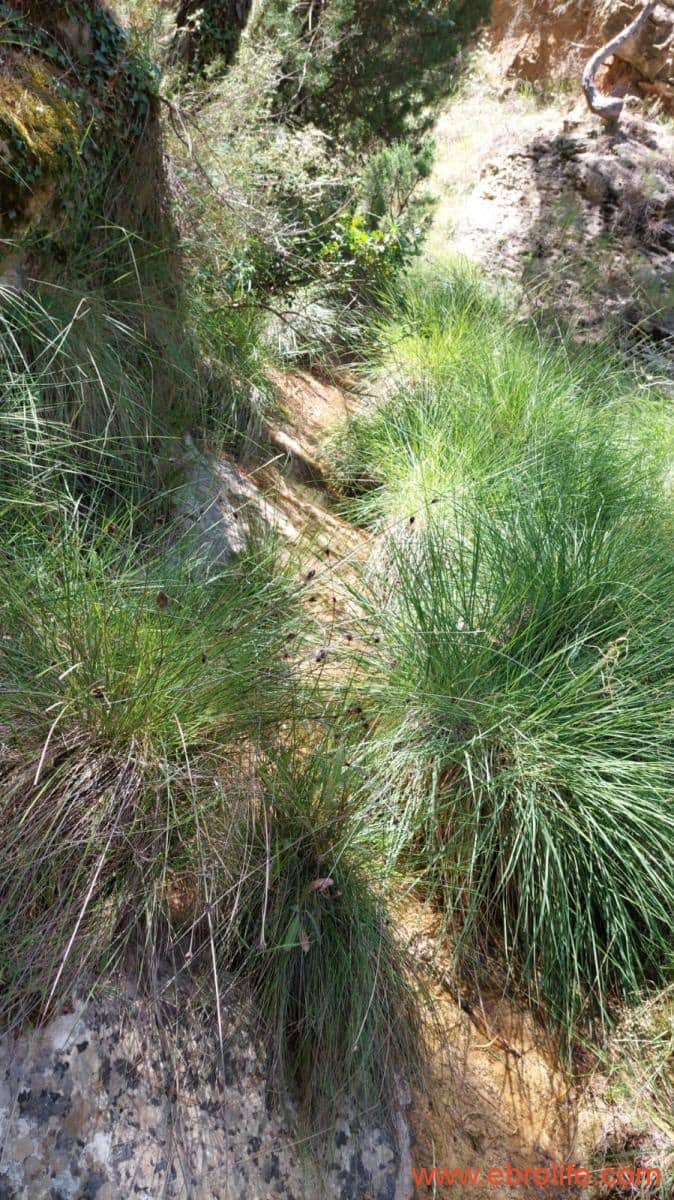 1 soveværelse Finca/Landehus til salg i Fuentespalda - € 38.000 (Ref: 9143689)