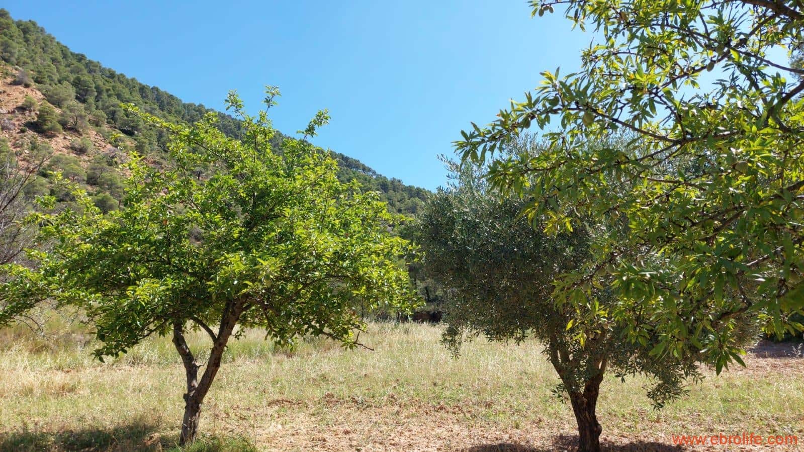 1 soveværelse Finca/Landehus til salg i Fuentespalda - € 38.000 (Ref: 9143689)