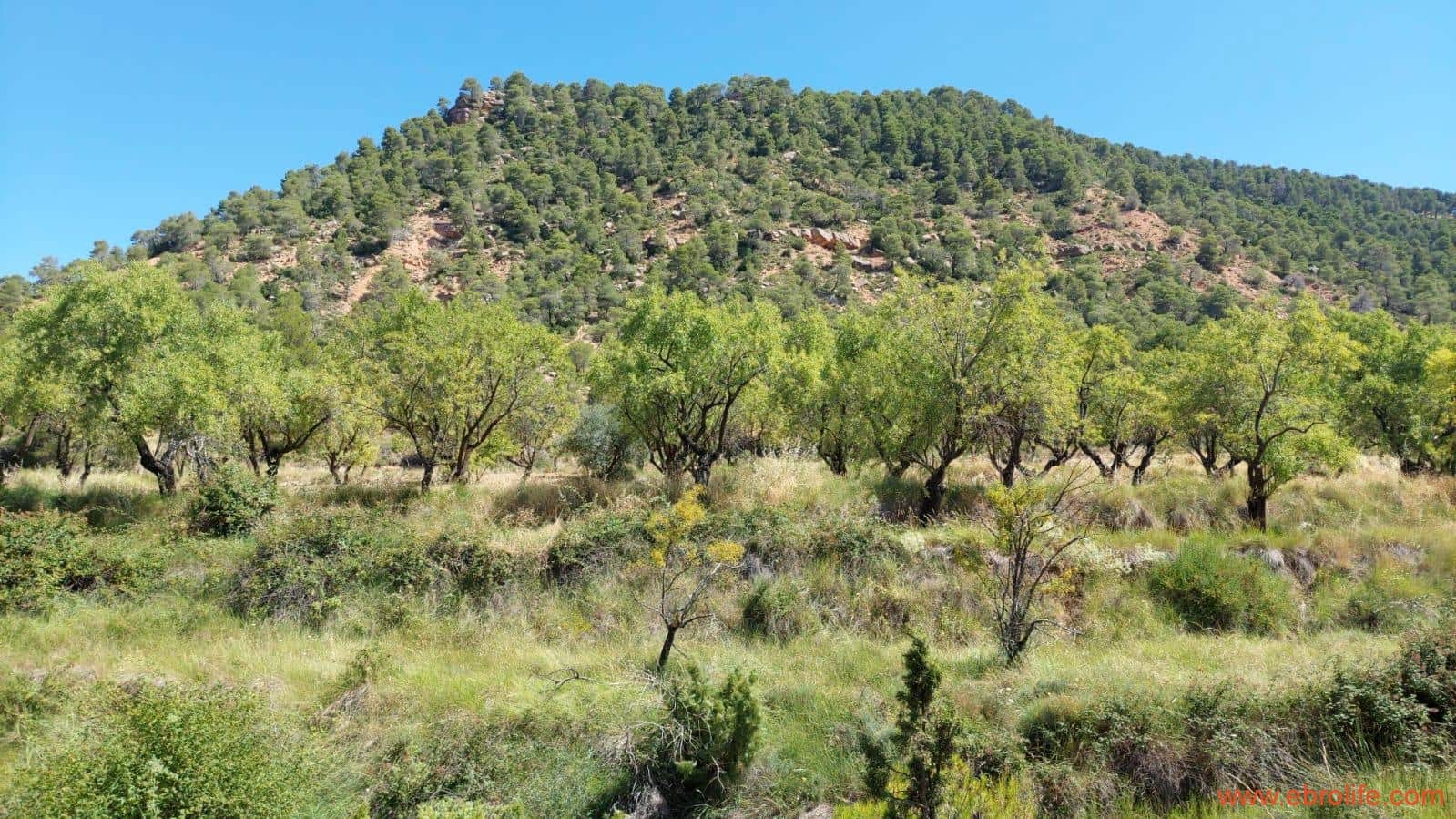 1 soveværelse Finca/Landehus til salg i Fuentespalda - € 38.000 (Ref: 9143689)