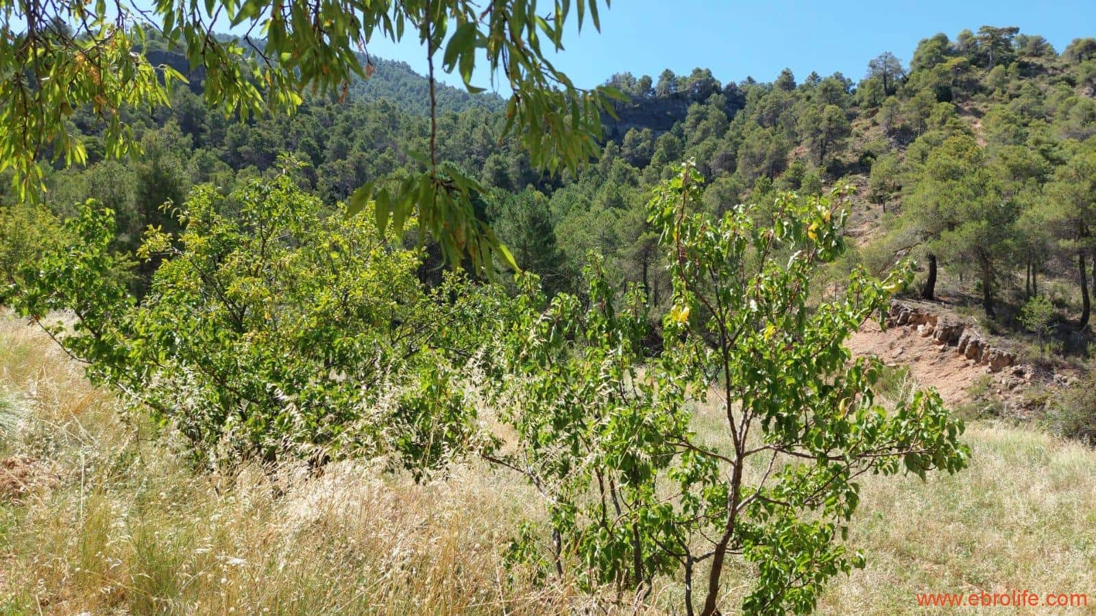 1 soveværelse Finca/Landehus til salg i Fuentespalda - € 38.000 (Ref: 9143689)