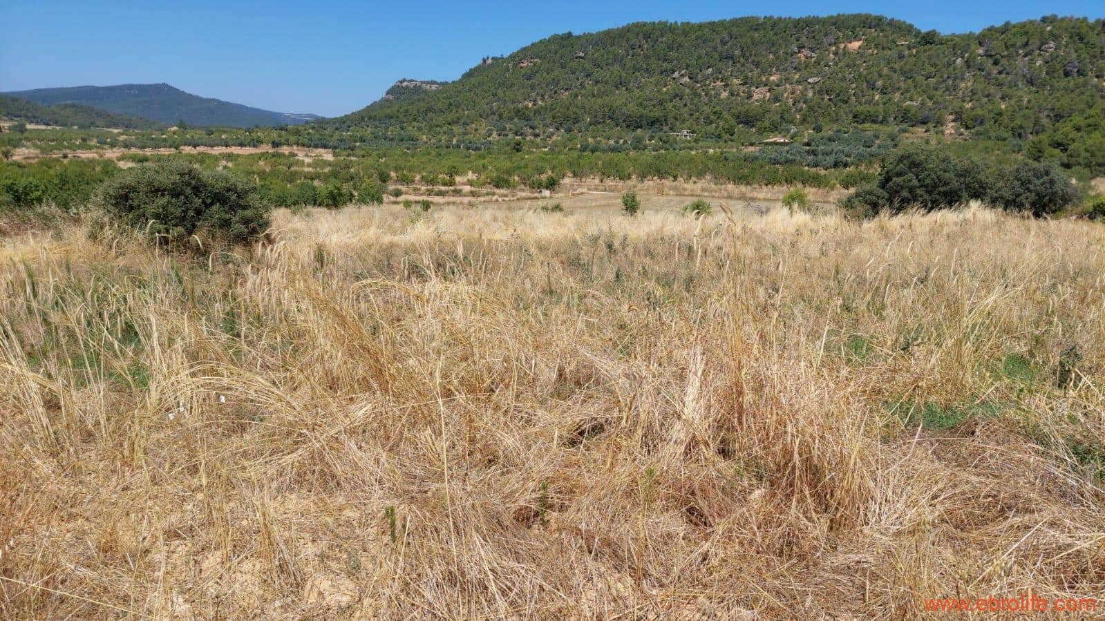 1 soveværelse Finca/Landehus til salg i Fuentespalda - € 36.000 (Ref: 9143702)