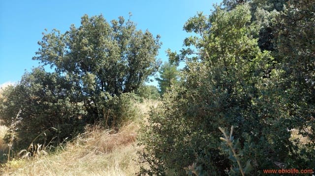 1 Zimmer Finca/Landgut zu verkaufen in Fuentespalda - 36.000 € (Ref: 9143702)