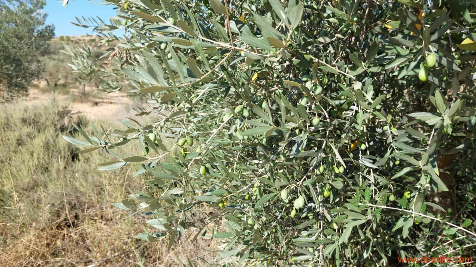 1 soveværelse Finca/Landehus til salg i Caspe - € 125.000 (Ref: 9248378)