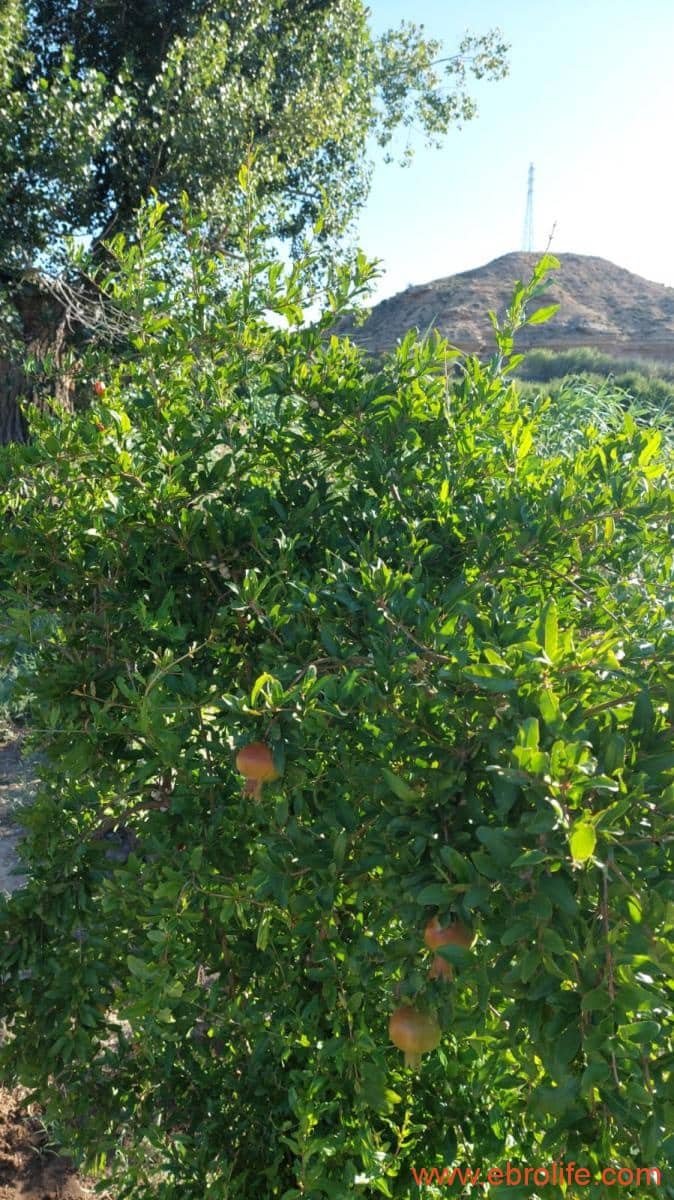 1 soveværelse Finca/Landehus til salg i Caspe - € 98.000 (Ref: 9248379)