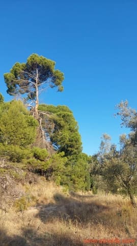 Finca/Casa Rural de 1 habitación en Caspe en venta - 28.000 € (Ref: 9248380)