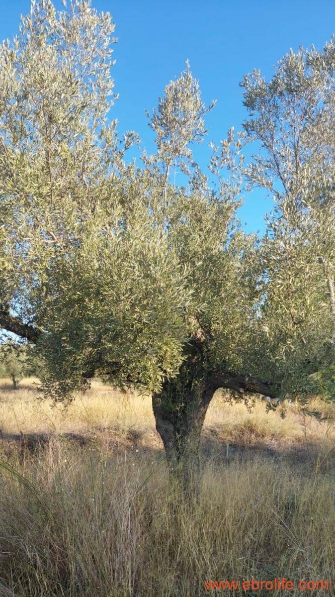 1 soverom Finca/Herregård til salgs i Caspe - € 28 000 (Ref: 9248380)