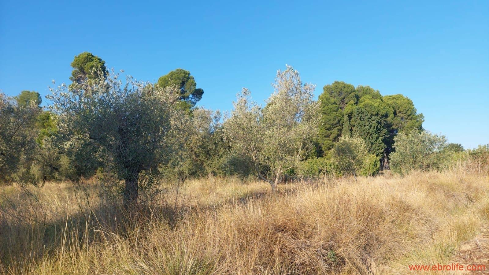 1 soverom Finca/Herregård til salgs i Caspe - € 28 000 (Ref: 9248380)