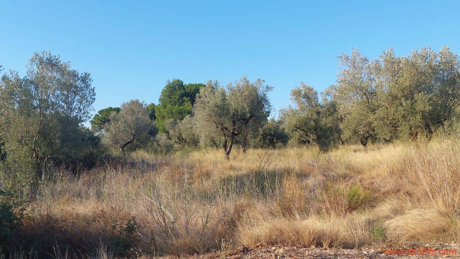 1 soverom Finca/Herregård til salgs i Caspe - € 28 000 (Ref: 9248380)