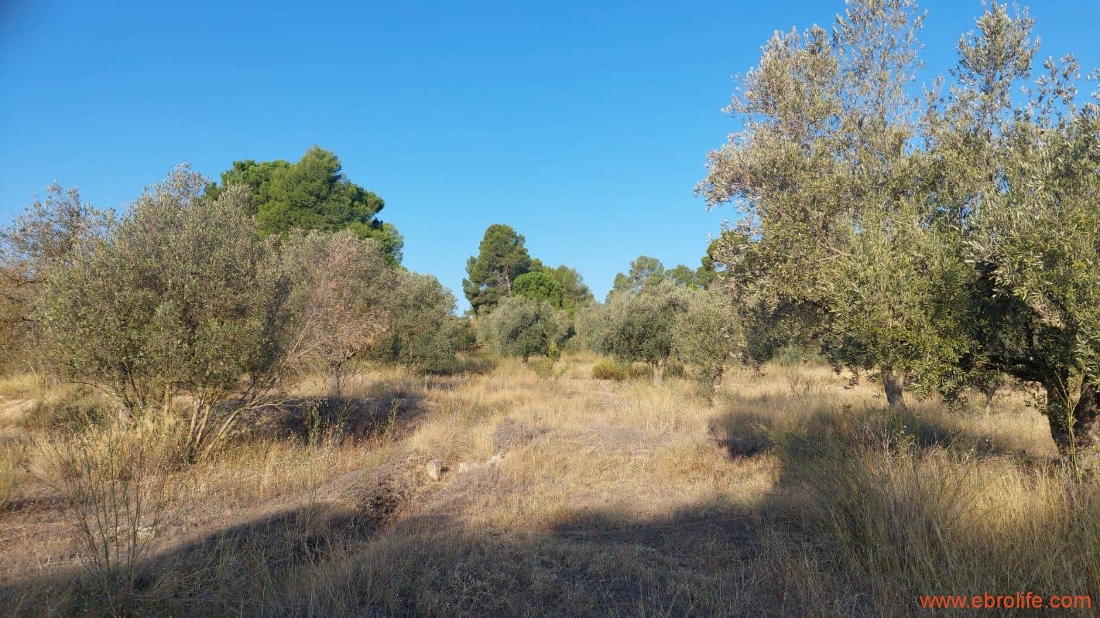 1 soverom Finca/Herregård til salgs i Caspe - € 28 000 (Ref: 9248380)