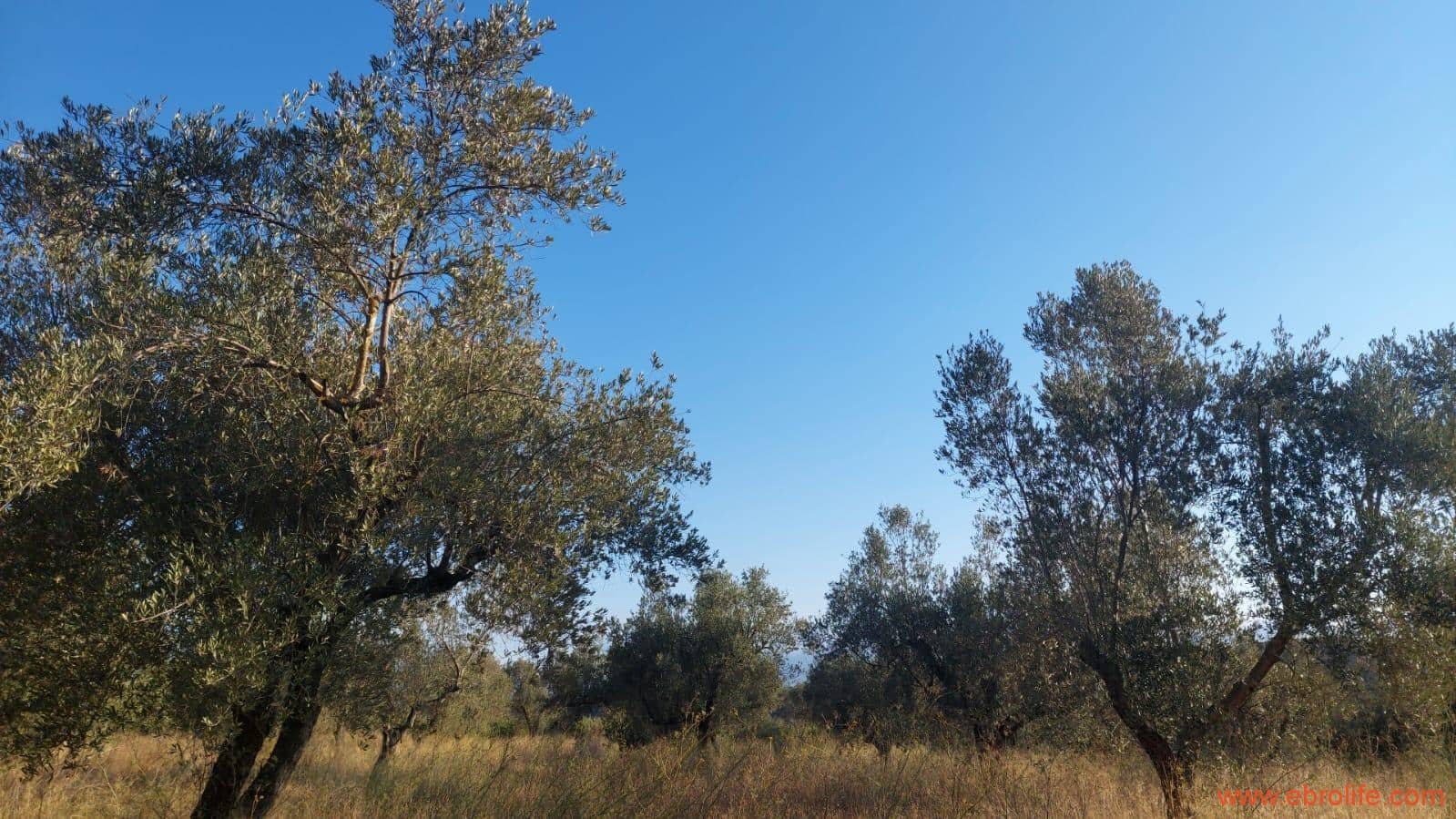 1 soverom Finca/Herregård til salgs i Caspe - € 28 000 (Ref: 9248380)