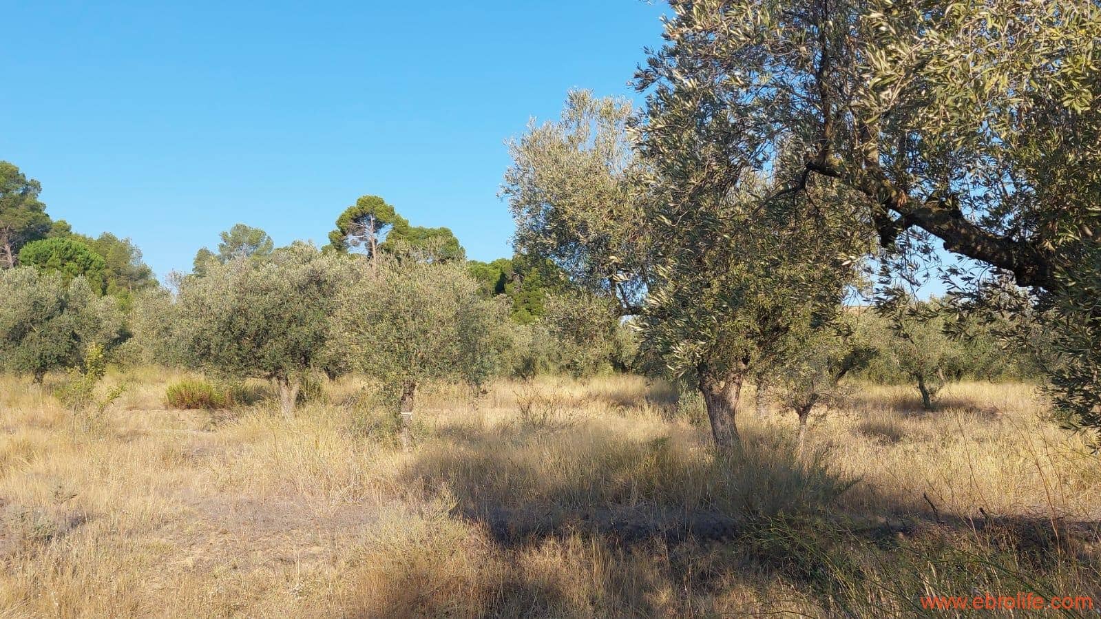 1 soverom Finca/Herregård til salgs i Caspe - € 28 000 (Ref: 9248380)